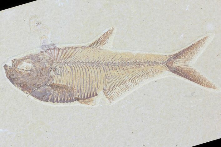 Diplomystus Fossil Fish - Wyoming #81419